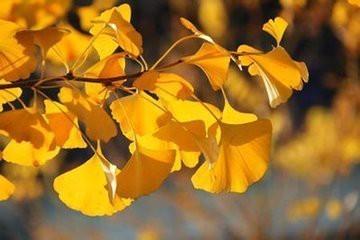 秋天树叶为什么会变黄