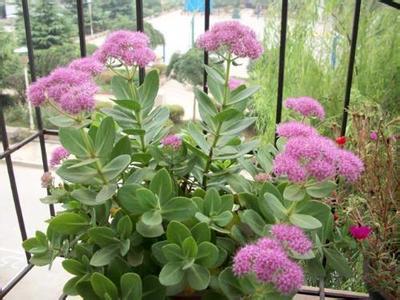 这是八宝景天在开花.