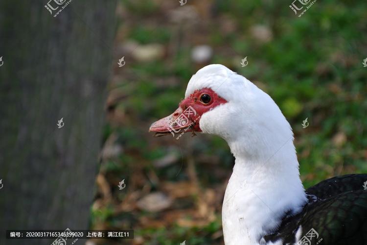 [正版商业] 鸳鸯鸭