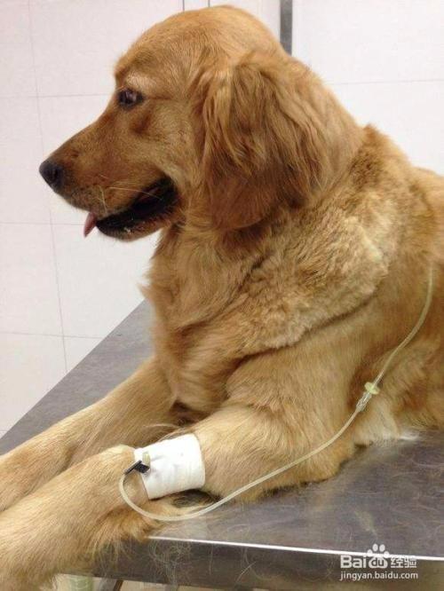 绑住狗狗的前腿,目的就是让血流不畅,这样静脉血管就会自己膨胀起来