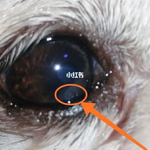 狗狗角膜溃疡,角膜炎_狗狗_眼药水_凝胶_角膜溃疡_医疗健康_医疗健康