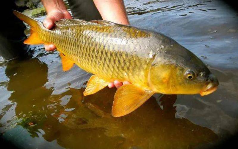 无锡黄河大鲤鱼图片