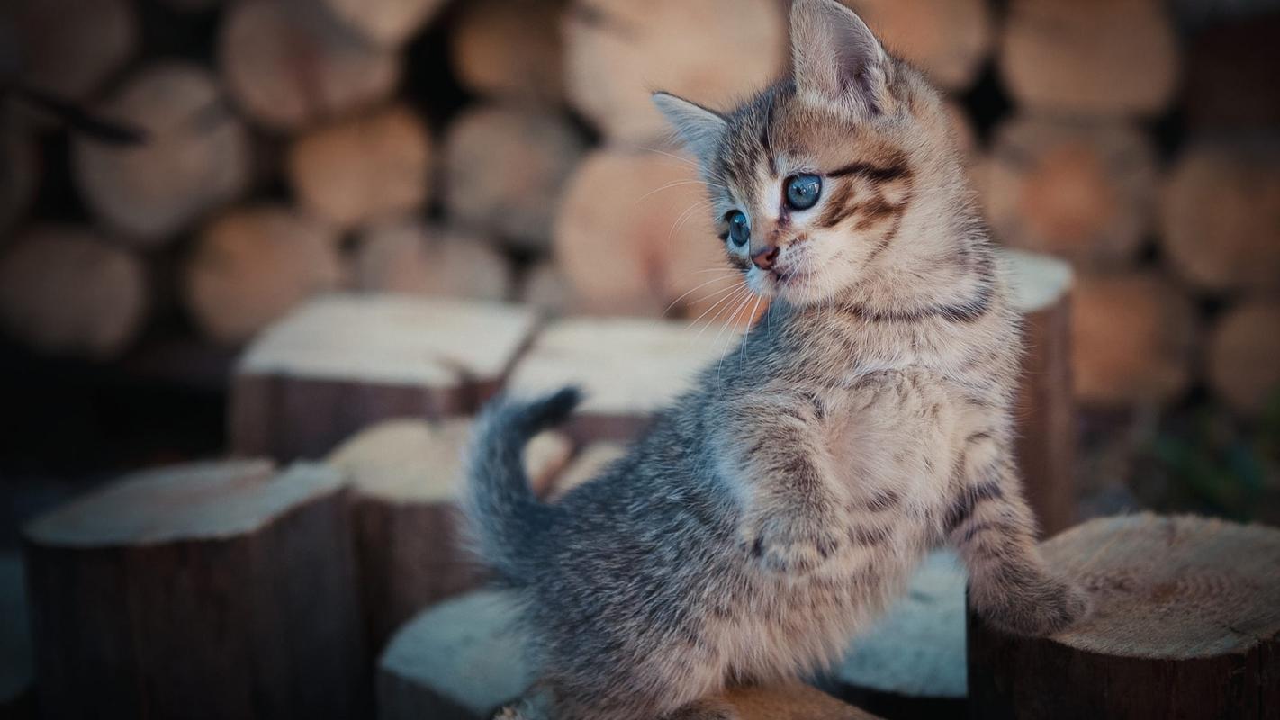 贪玩有趣萌猫咪壁纸_最可爱的小猫咪