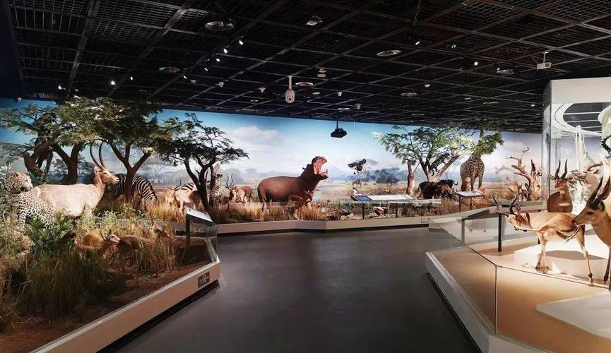 云上探秘贝林自然博物馆,带你寻找大自然最真实的模样!