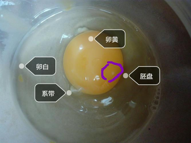 解释一下,胚盘好像看不清