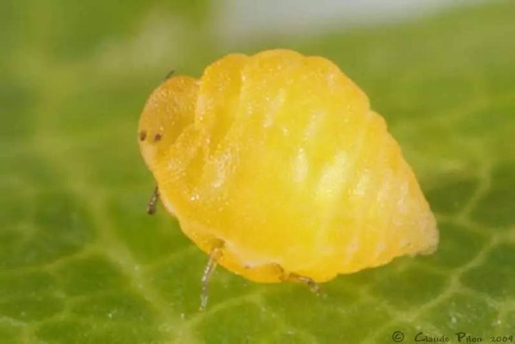 改变葡萄酒世界的-葡萄根瘤蚜