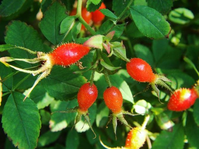 ﻿美蔷薇的果,生着茸茸细毛,就如毛虫一般.摄影:汪远