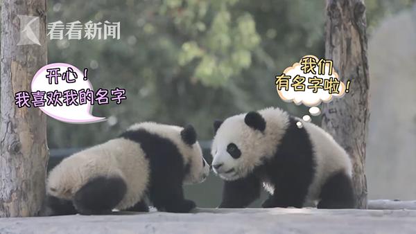 "雪宝"和"芊金"!萌萌的上海大熊猫宝宝终于有名字啦