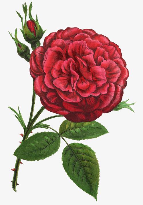 手绘/卡通 卡通元素 > 手绘红色月季花图谱 收藏 [声明] 觅元素所有