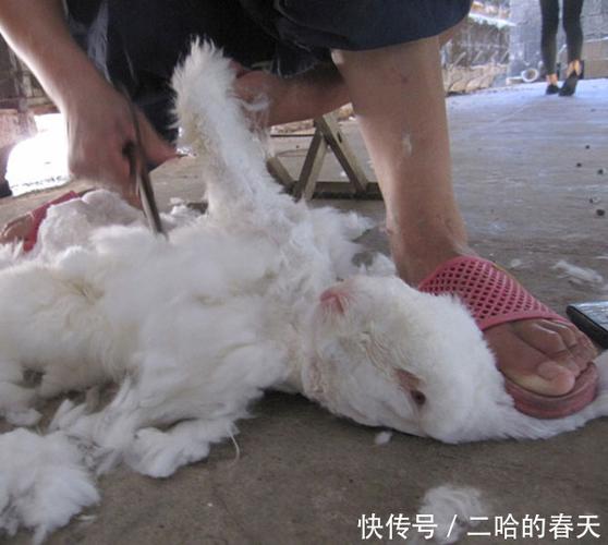 安哥拉兔浑身长毛,看起来像一颗圆球,剃毛后却出人意料!