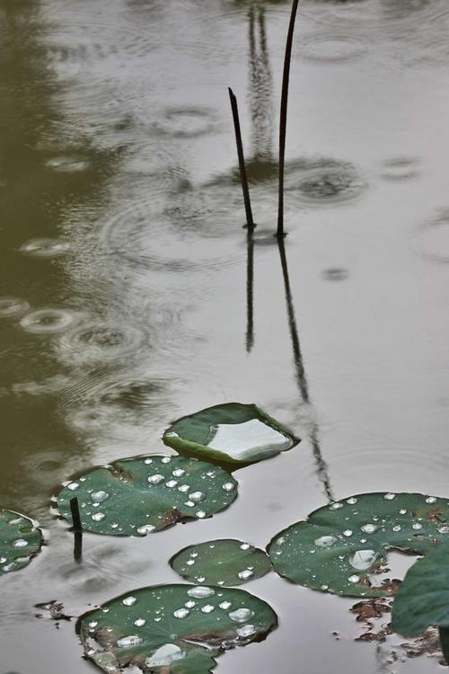 这片荷塘(2019)-怡然摄影作品