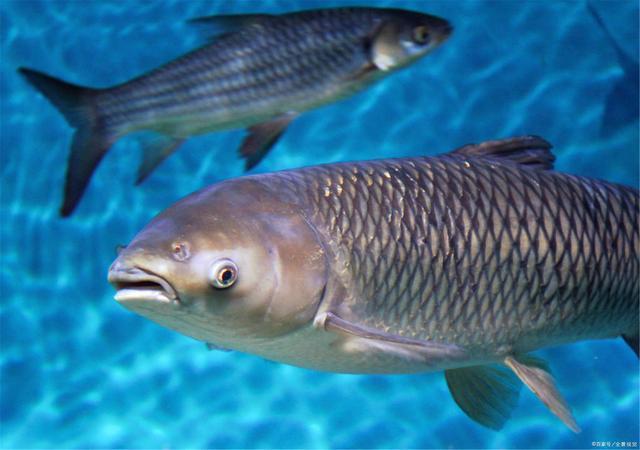 北方人年夜饭常见的鲤鱼,上海餐桌上难觅它的踪影,不止因土腥味
