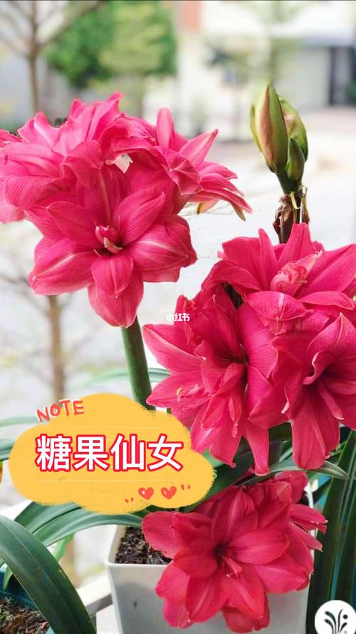 21年的新品种,糖果仙女_仙女_糖果_秋天去哪玩_朱顶红