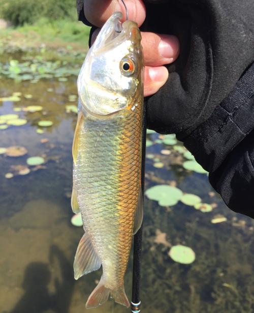 马口鱼最喜欢吃什么味型的食物?马口鱼的觅食习性和垂钓技巧