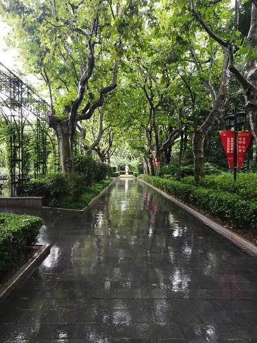 2019年台风暴雨中的梧桐树.风吹雨打,更加郁郁葱葱.