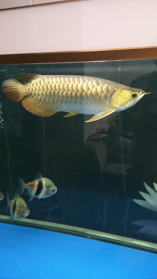 唉虎金龙鱼和银龙鱼能在一起养吗鱼龙巅