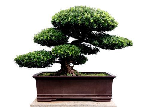 因为我们在家中养罗汉松的话,经常会去修剪它,所以罗汉松看起来会比较