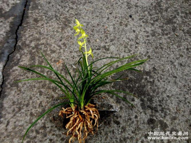 精致矮蕙小荷型黄花素