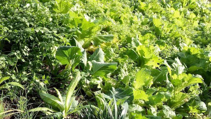 郁郁的葱苗瞬间拔高 告诉我 有一种温暖叫冬阳 佝偻的影子瞬间变长