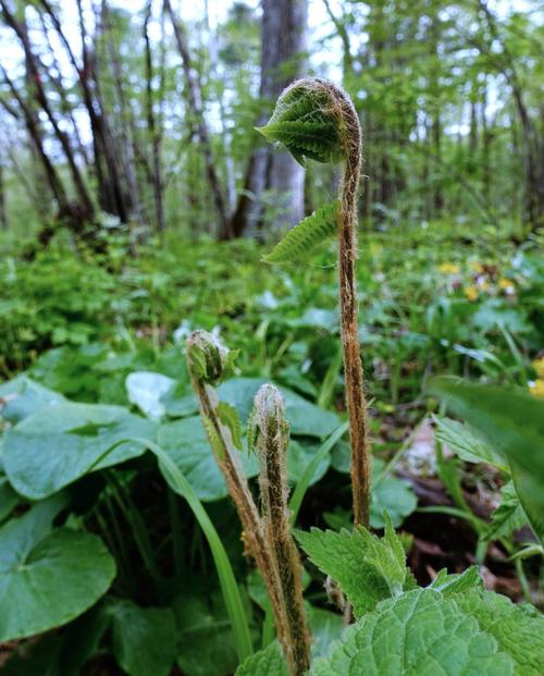 东北特产山野菜东北薇菜又名牛毛广