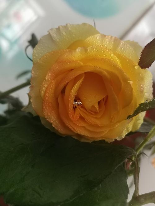 月季 龙舌兰日出_月季_龙舌兰日出_阳台_阳台花园_家居家装_家居装饰