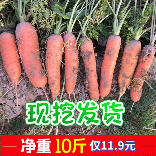 包邮整箱 脆甜红心萝卜批一箱现挖发货 新鲜蔬菜水果 斤 10 胡萝卜