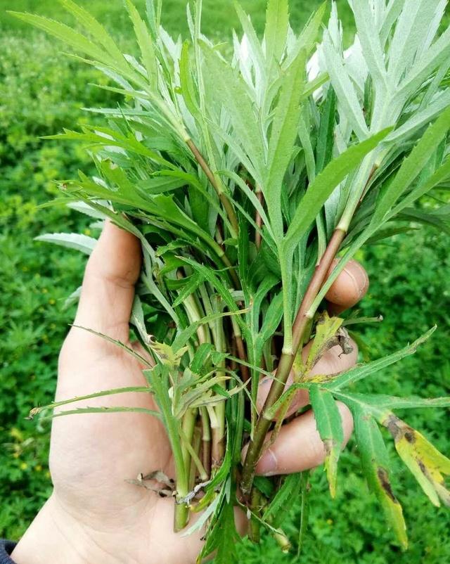 春天野菜生长旺盛,野生藜蒿正当采摘,独特味道值得品尝