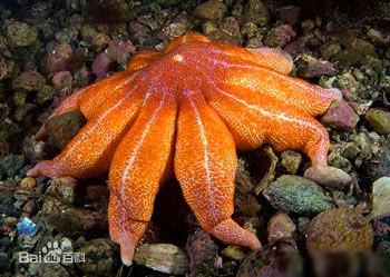 太阳海星