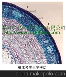 椴树幼茎横切(示初生结构)