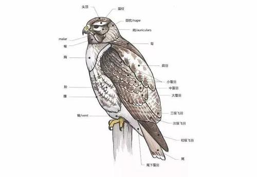 雀形目还要画很多只非雀形目,鹭要画一只,鹬要画一只,猫头鹰要画一只