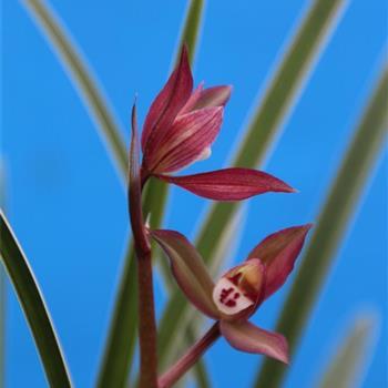 春剑双艺精品—-边河锦绣-引种苗-272 - 中国兰花交易