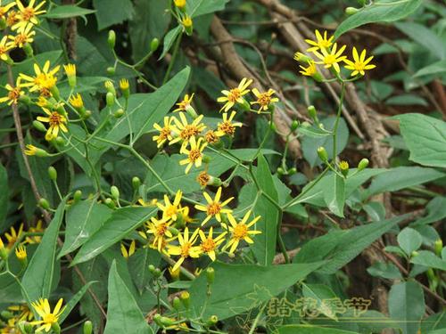 【金银花,又叫忍冬,忍冬花,金花,银花,二花,密二花,双花,双苞花,二宝