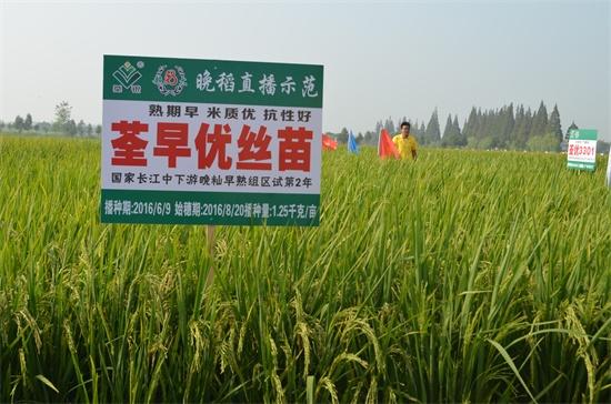 荃早优丝苗