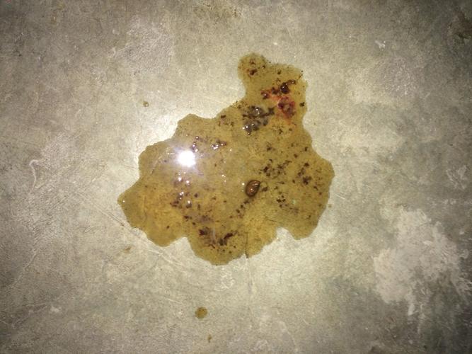 爱犬50天大,得细小已经好几天了,今天第四天,拉了四次便便都是这样的