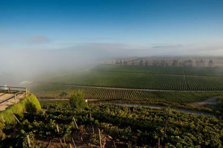 maipo valley