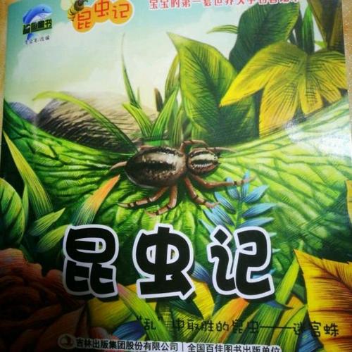 方善辰33号——昆虫记之迷宫蛛