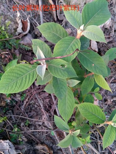 长叶紫珠,可止血