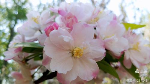 海棠花下春风里,花瓣纷飞满花溪!