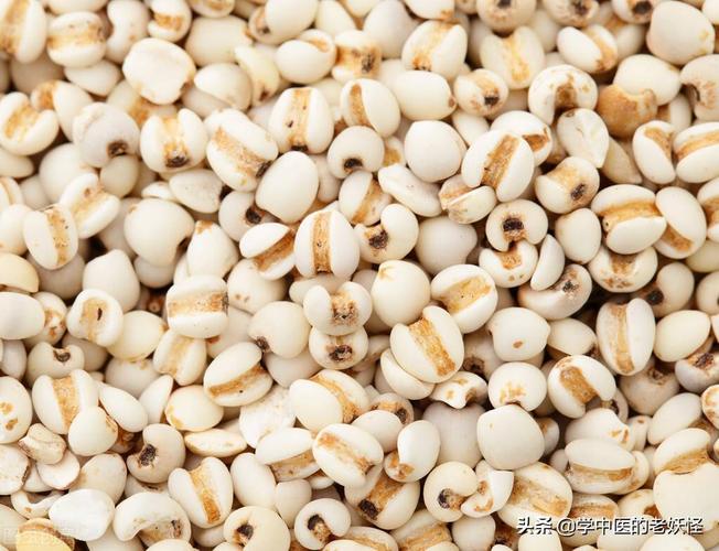 薏苡仁图片(每日一中药薏苡仁)