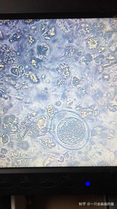 粪便里的球虫还要球虫卵