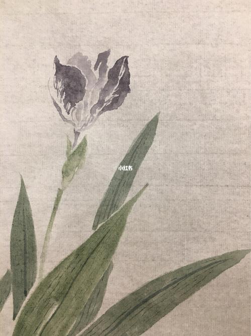 临恽南田花卉册——鸢尾_花卉_绘画_高考_暄桐画画课