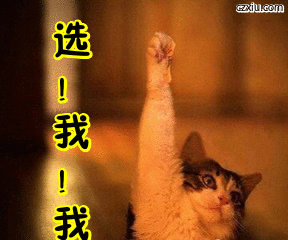 猫咪举手