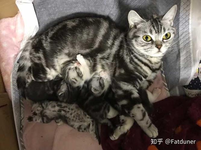 在阳台十分鸡冻地看鸟……我家铁锤小时候跟猫舍吃生鹌鹑吃得可香了