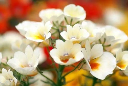 二月花事:草本花卉篇