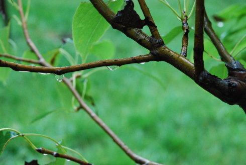 桃树枝——我坚信,每一滴雨,都有你去关注的理由