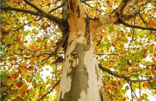 法国梧桐并没有做错什么