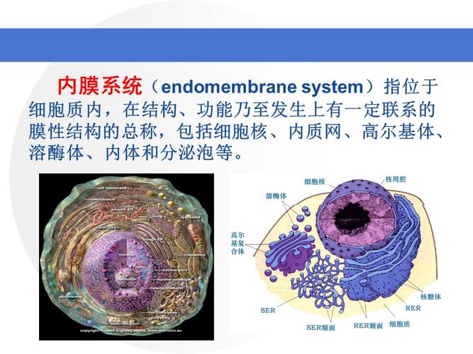 2010内质网 高尔基体