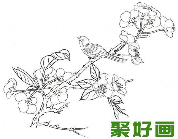 腊梅和鸟白描手法