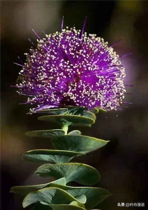 全世界最漂亮的奇花异草你认识几种