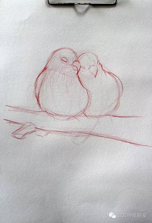 彩铅红牡丹鹦鹉教程